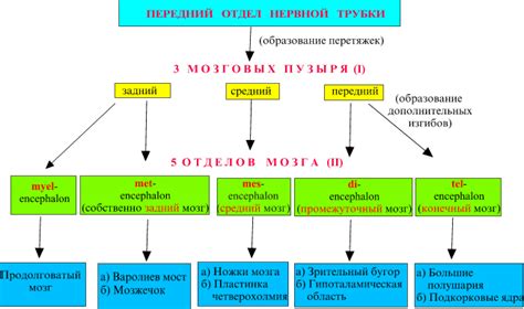 Развитие глазных мышц и нервной системы