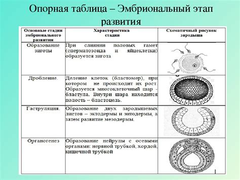 Развитие зародыша: стадии и процессы