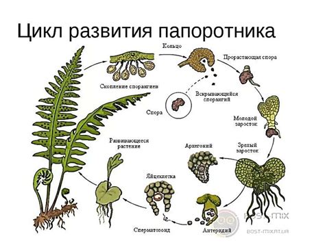 Развитие и жизненный цикл грибка