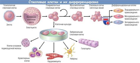 Развитие и обновление клеток