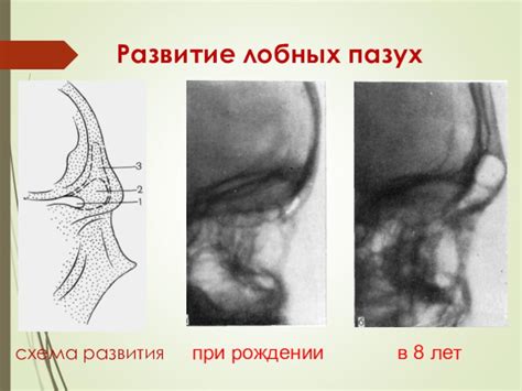 Развитие и функции пневматизированных лобных пазух