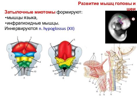 Развитие мышц головы у малыша