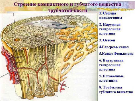 Развитие мышц и костной системы