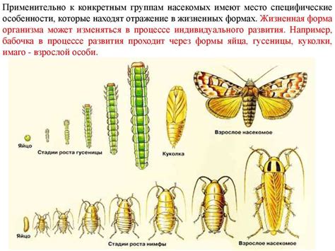 Развитие насекомых: от яйца до личинки