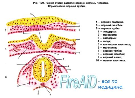 Развитие нервной системы плода