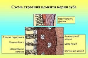 Развитие первичного хвоста