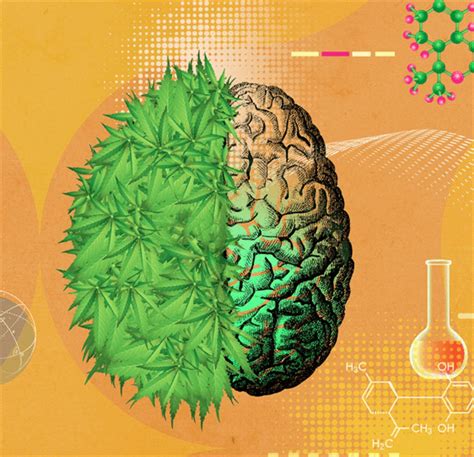 Развитие привыкания: как марихуана влияет на мозг