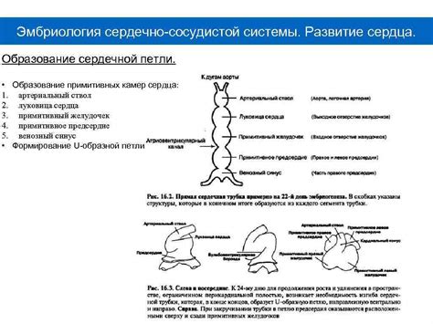 Развитие сердечной системы