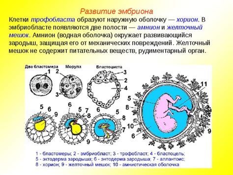 Развитие эмбриона и взаимодействие с хорионом