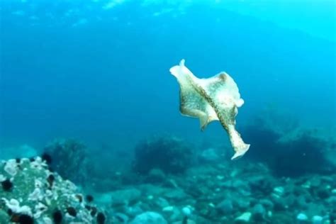 Разгадка символики сновидения, связанного с морским обитателем