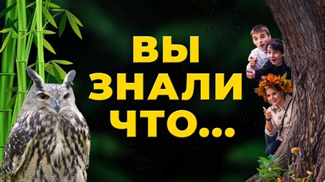 Разгадывая символику снов о филине: погружение в мир загадочного птицы