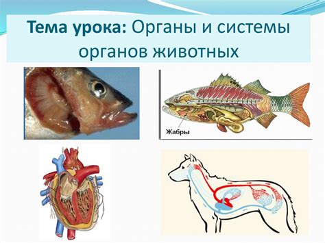 Разгрузка животных органов