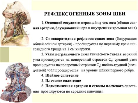 Раздел: Физиологические факторы, приводящие к увеличению области шеи в состоянии сна