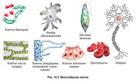 Разделение на основные виды клеток