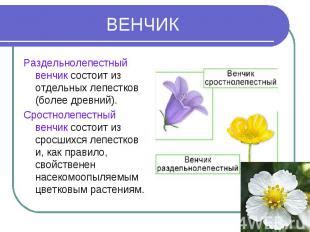 Раздельнолепестный венчик: сущность и особенности