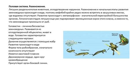 Раздельнополые животные