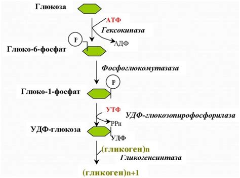 Раздел 3: Гормон, стимулирующий синтез гликогена