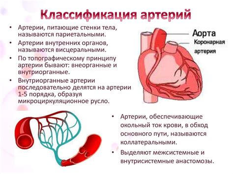 Раздел 3: Никотиновая кислота и сердечно-сосудистая система