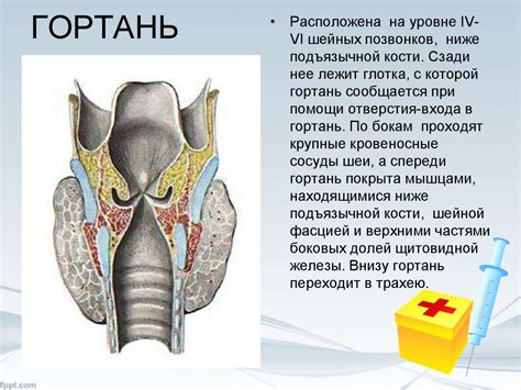 Раздражение гортани и дыхательных путей