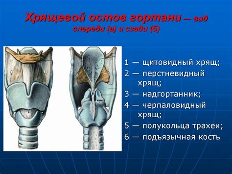 Раздражение пищевода и гортани