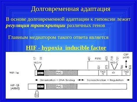 Различия в подверженности к гипоксии