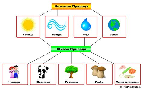 Различия между автотрофией и гетеротрофией