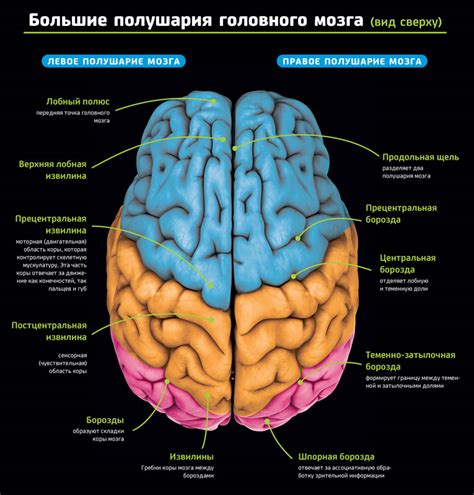 Различия между интеллектом головного и остальных мозгов