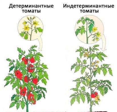 Различия между полу индетерминантными и детерминантными сортами