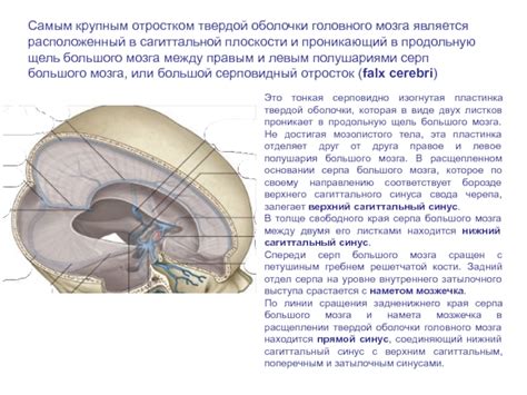 Различия между правым и левым полушариями головного мозга