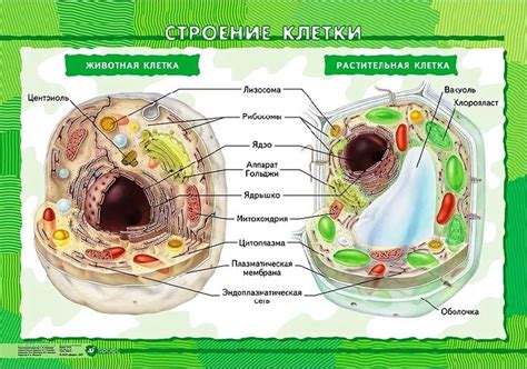 Различия между стромальными и эпителиальными клетками