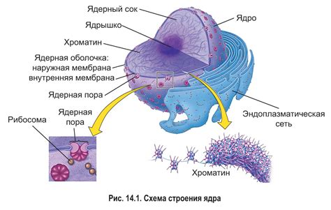 Различия полиморфного ядра от других типов ядер