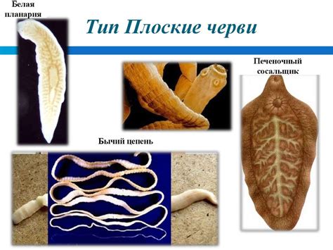 Различные виды паразитов, заселяющих человека