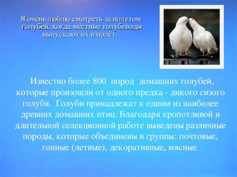 Различные интерпретации голубей в сновидениях: от древних времен до наших дней