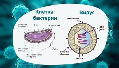 Различные инфекции и бактериальные агенты