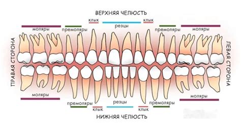 Различные типы зубов на английском языке