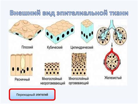 Различные типы печенек