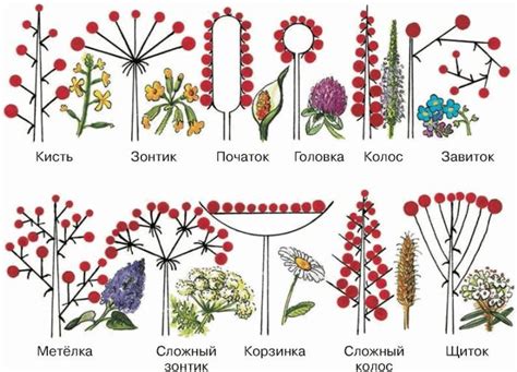 Различные типы соцветий