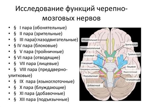 Различные формы черепно-мозговой иннервации