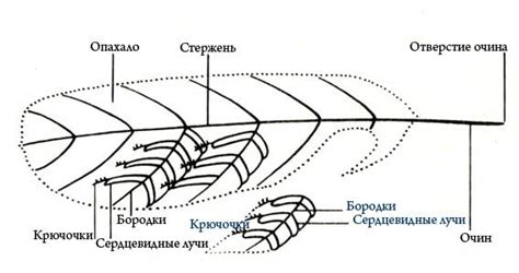 Различные функции птичьего песнопения