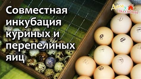 Различные ценности находки куриного яйца на огороде