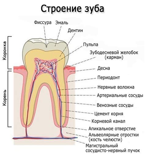 Разложение и распад зуба в сновидениях