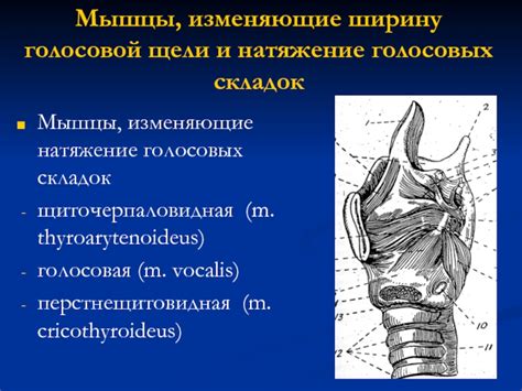 Размер гортани и голосовых складок