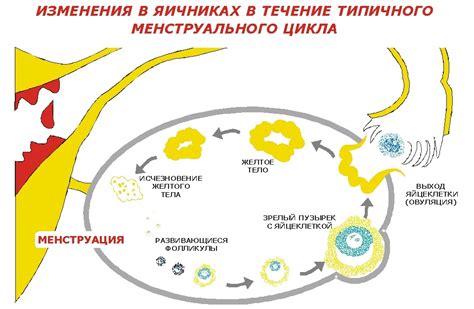 Размер и местоположение фолликулов