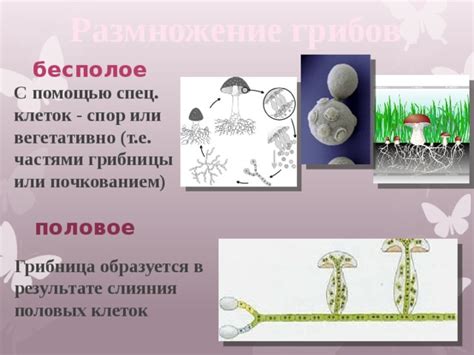 Размножение грибов через грибницу