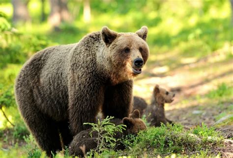 Размножение и воспитание потомства у спиногрызов