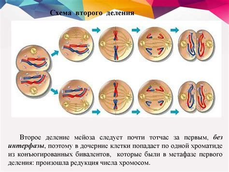 Размножение и передача