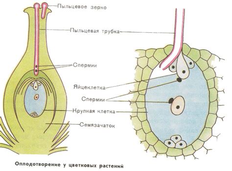 Размножение раздельнолепестного венчика