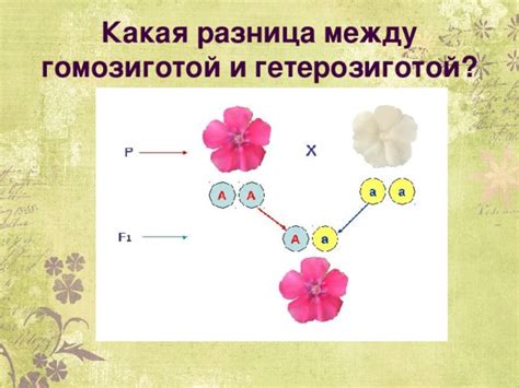 Разница между гомозиготой и гетерозиготой