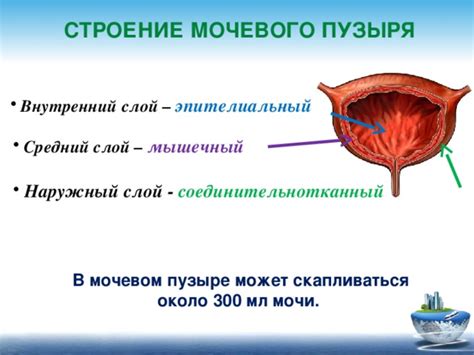 Разновидности гомогенного содержимого в мочевом пузыре