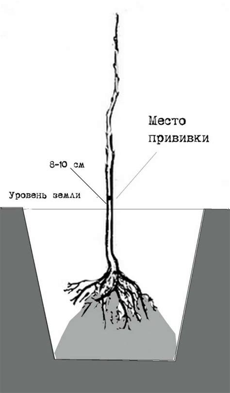 Разновидности привитых саженцев